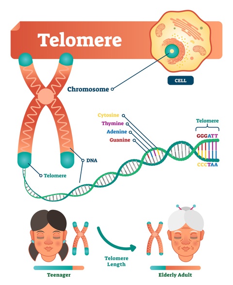 Cơ chế kéo dài telomere là điểm tựa cho phương pháp trẻ hóa này. Ảnh: Independent.
